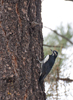 Williamson's Sapsucker male